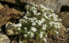 Leptosiphon floribundus