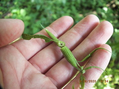Carmenta pyralidiformis