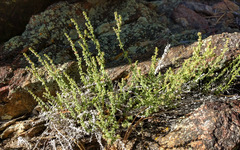 Galium parishii