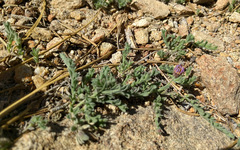 Erigeron breweri jacinteus