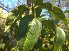 Viburnum tinus