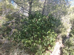Viburnum tinus