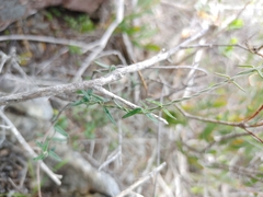 Astephanus triflorus