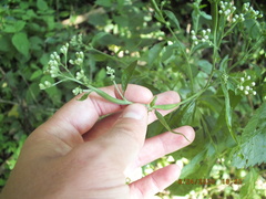 Carmenta pyralidiformis