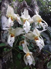 Stanhopea ruckeri