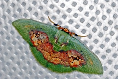 Pyrochlora rhanis