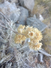 Helichrysum