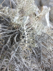 Helichrysum