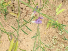 Astragalus arenarius