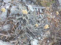 Helichrysum