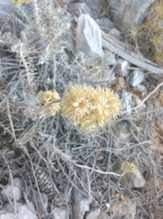 Helichrysum
