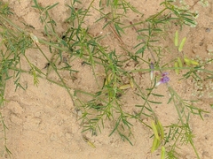 Astragalus arenarius