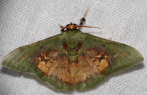 Pyrochlora majorcula