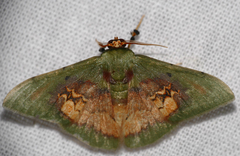 Pyrochlora majorcula