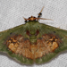 Pyrochlora majorcula - Photo (c) Bernard DUPONT, some rights reserved (CC BY-SA)