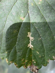 Cosmopterix zieglerella