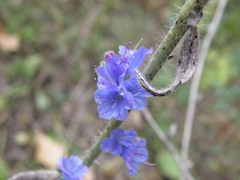 Echium vulgare