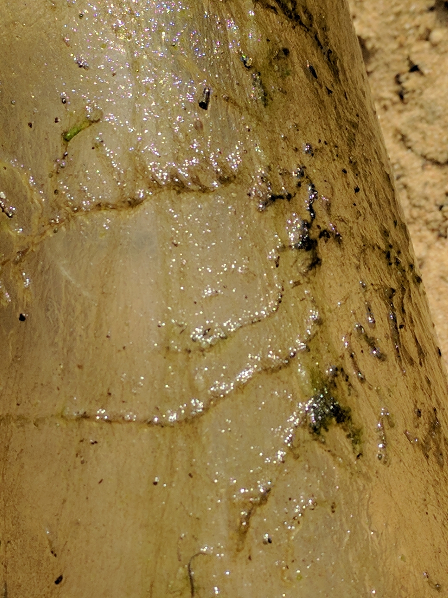 Plumatella fruticosa Allmann, 1844