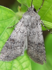 Euxoa comosa