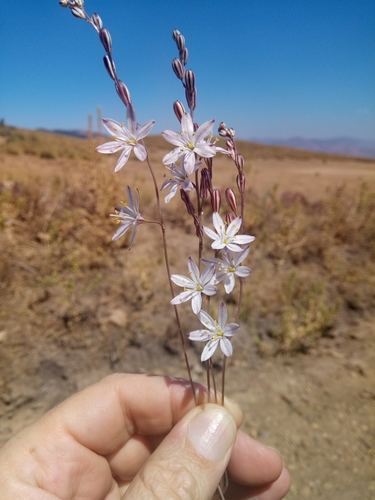 Drimia fugax