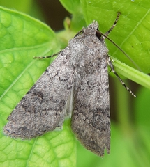 Euxoa comosa