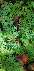 Selaginella uncinata