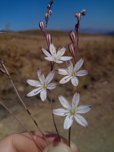 Drimia fugax