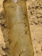 Plumatella fruticosa