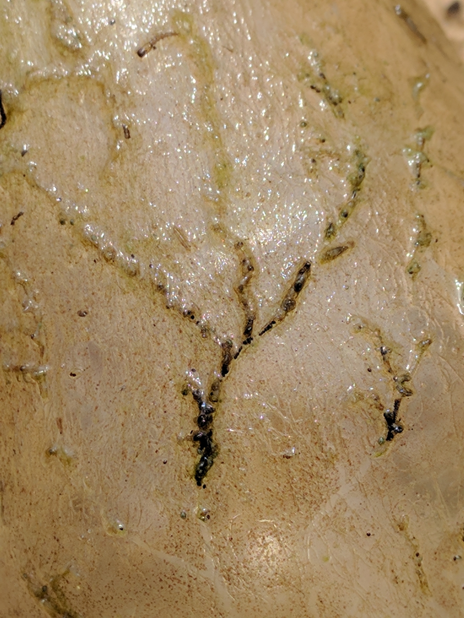 Plumatella fruticosa Allmann, 1844