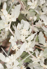 Atriplex laciniata