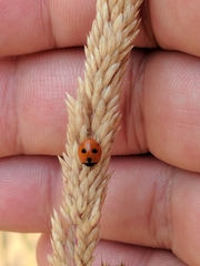 Coccinella quinquepunctata