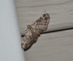Pasiphila rectangulata