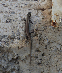 Chalcides sexlineatus