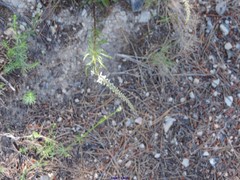 Anarrhinum laxiflorum