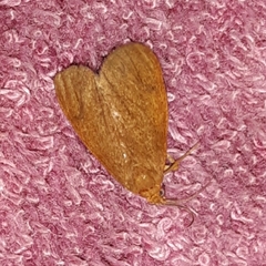 Virbia opella