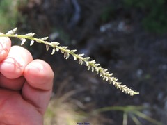 Anarrhinum laxiflorum