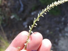 Anarrhinum laxiflorum