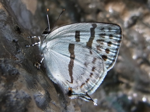 Black-banded Hairstreak