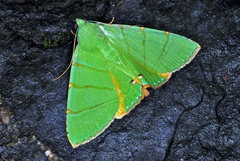 Eulepidotis viridissima
