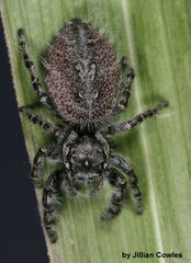 Phidippus asotus