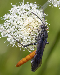 Protichneumon grandis