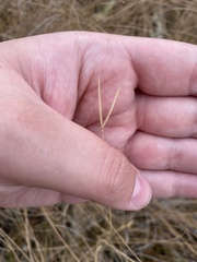 Hesperostipa curtiseta