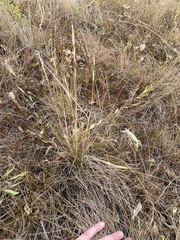 Hesperostipa curtiseta