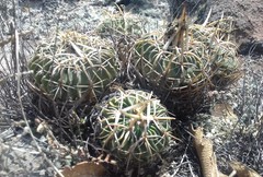 Echinofossulocactus crispatus