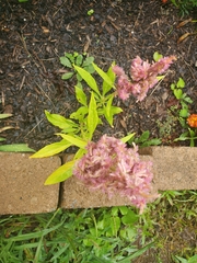 Celosia argentea plumosa