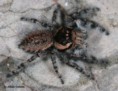 Phidippus asotus