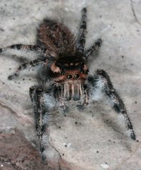 Phidippus asotus