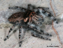 Phidippus asotus