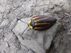 Rochaina mexicana