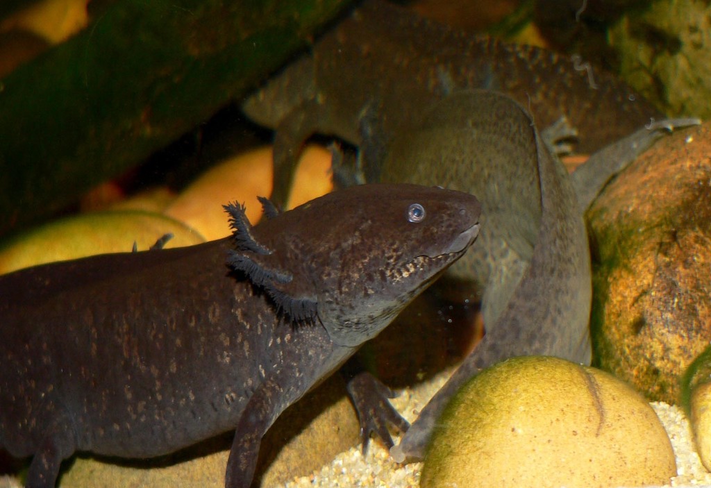 Axolotl